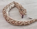 PELUCHE SERPENTE