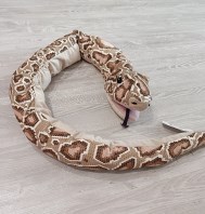 PELUCHE SERPENTE