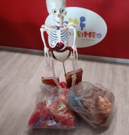 GIOCO SCHELETRO/CORPO UMANO COMPLETO DI TUTTI I...